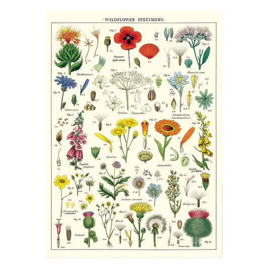 Cavallini Vintage Poster Wildflowers