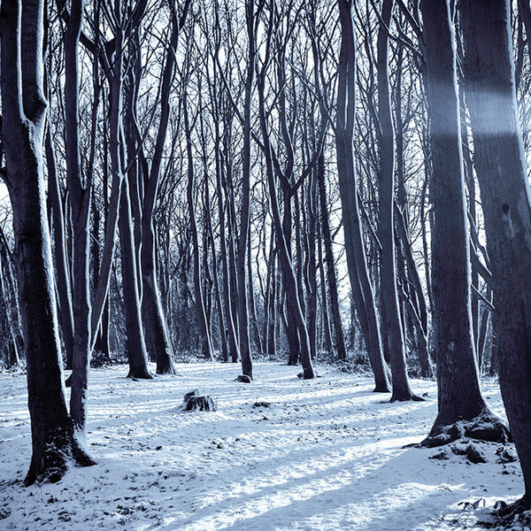 Snowy forest in Vermont.