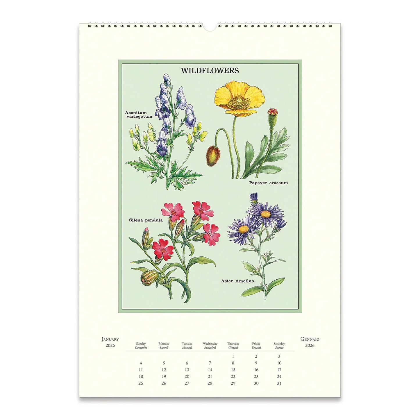 Cavallini Wall Calendar-Wildflowers 2026